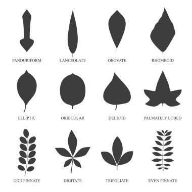 Yaprak simge vektör çizim doğa 