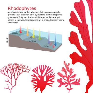 Sualtı yosun deniz yosunu öğeleri