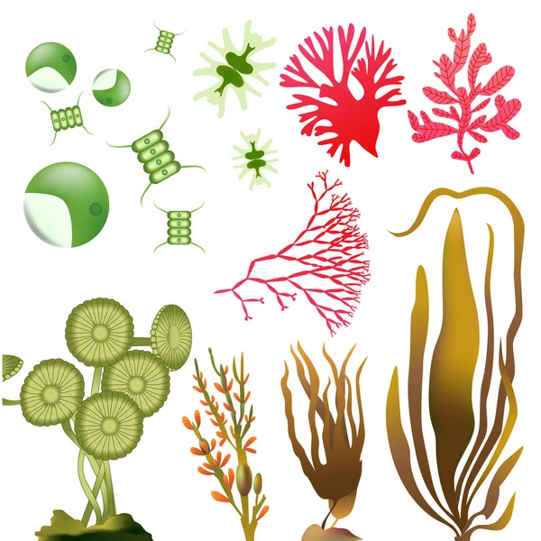 Underwater Algae seaweed elements vector — Stock Vector