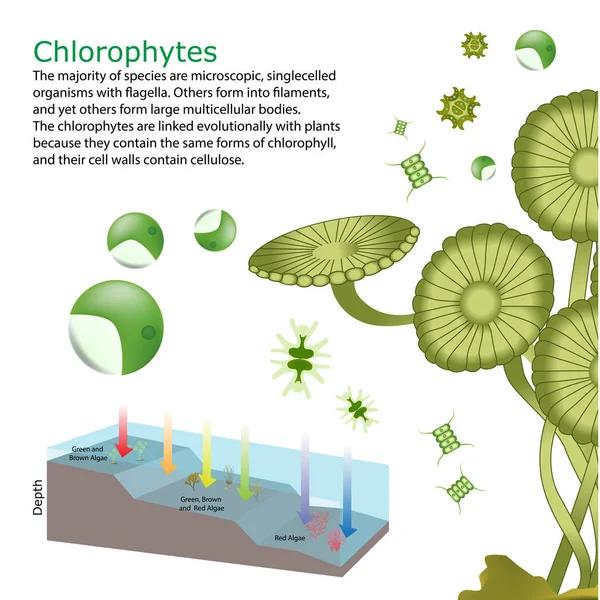 Onderwater algen zeewier elementen — Stockvector