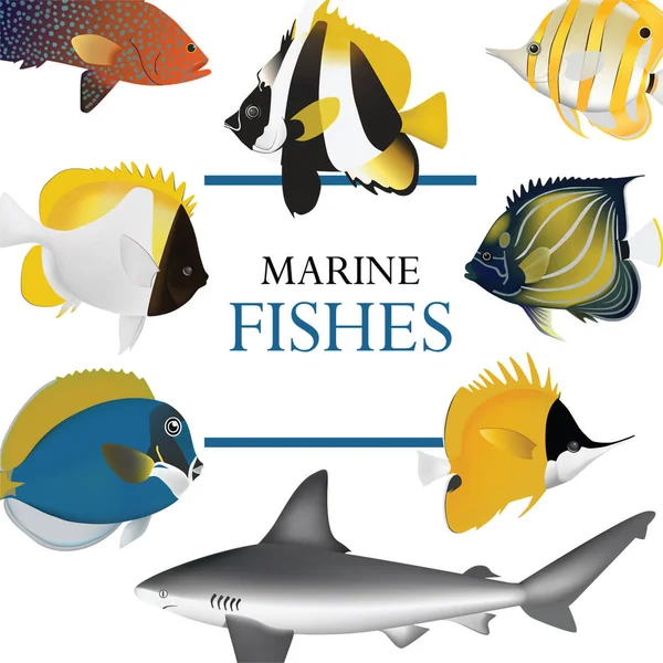 Колекція тропічних риб морські Векторні ілюстрації — стоковий вектор