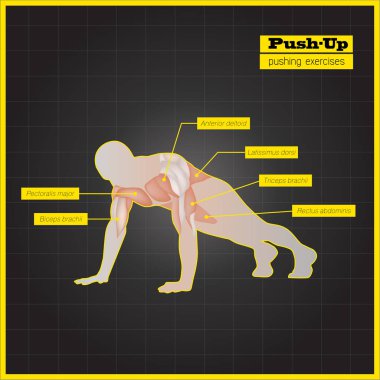 Antagonistik kas egzersizleri ve egzersiz programı