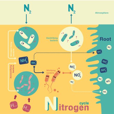 Nitrogen cycle vector clipart