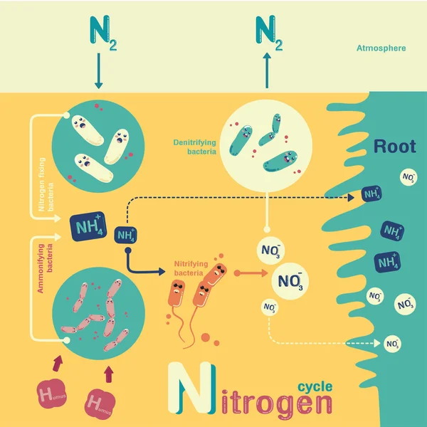 Vettore del ciclo dell'azoto — Vettoriale Stock
