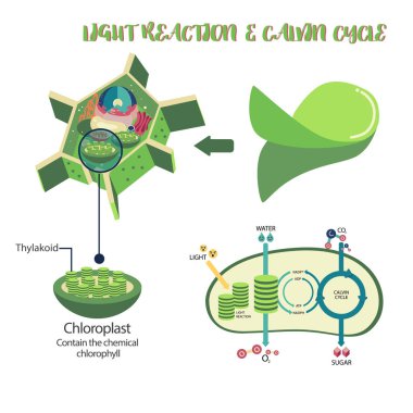 Photosynthesis process diagram clipart