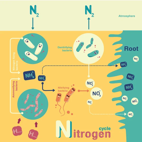 Informações sobre ciclo de nitrogênio gráfico — Vetor de Stock