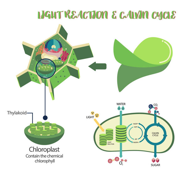 Photosynthesis process diagram