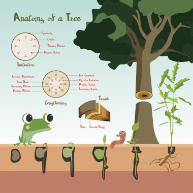 Tohum tohum bitki büyüme süreç için