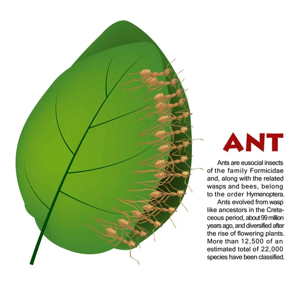 Ilustración de insectos hormiga real — Archivo Imágenes Vectoriales