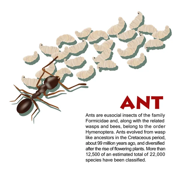Pravej mravenec hmyzu ilustrace — Stockový vektor