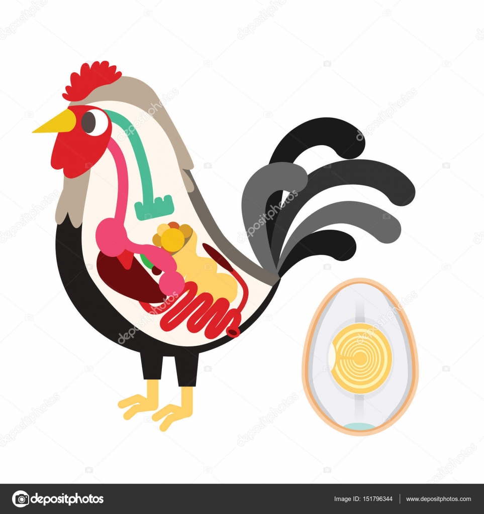 Chicken egg life cycle Stock Vector Image by © #151796344