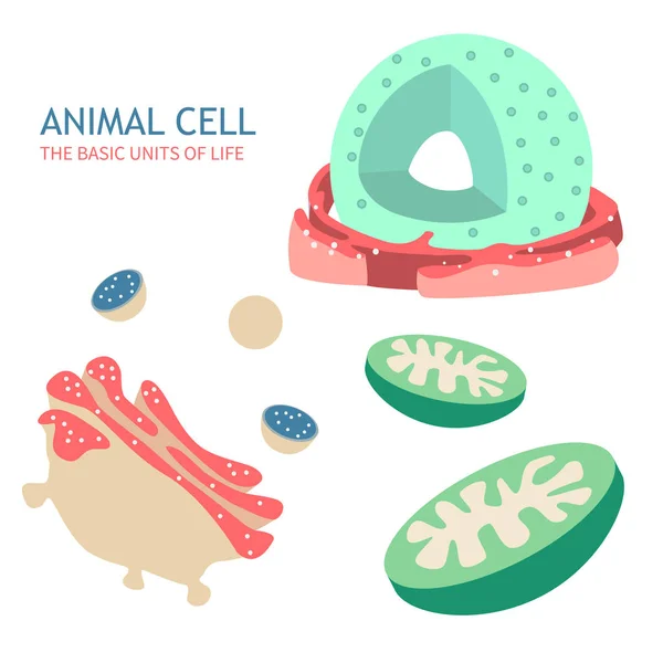 Anatomie cellulaire animale — Image vectorielle