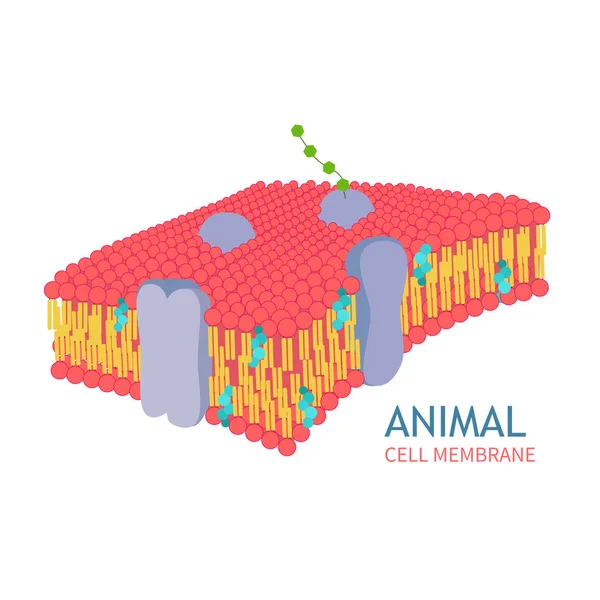 Anatomia delle cellule animali — Vettoriale Stock