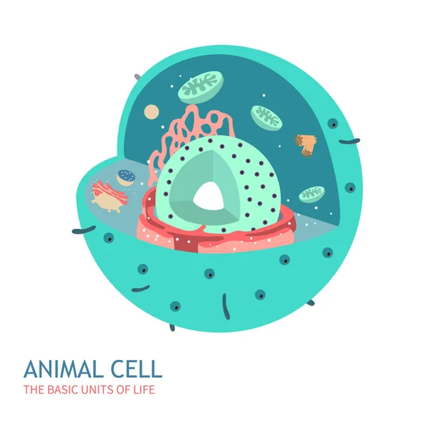 Anatomia delle cellule animali — Vettoriale Stock