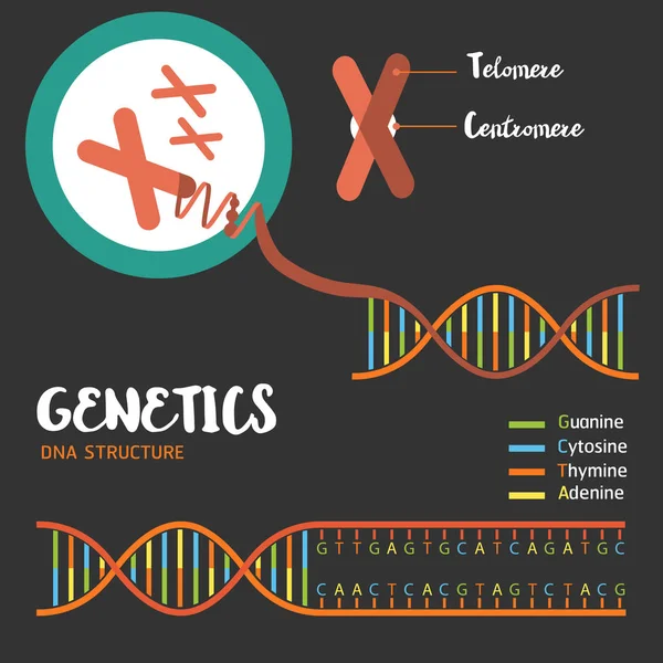 Genetics DNA structure — Stock Vector