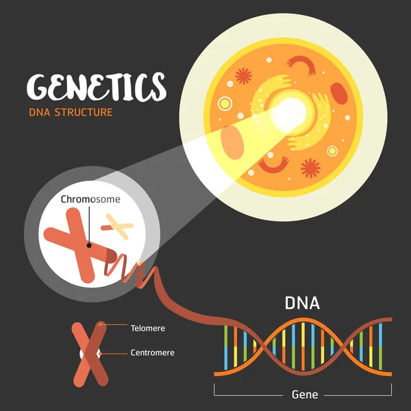 Genetik dna Struktur — Stockvektor