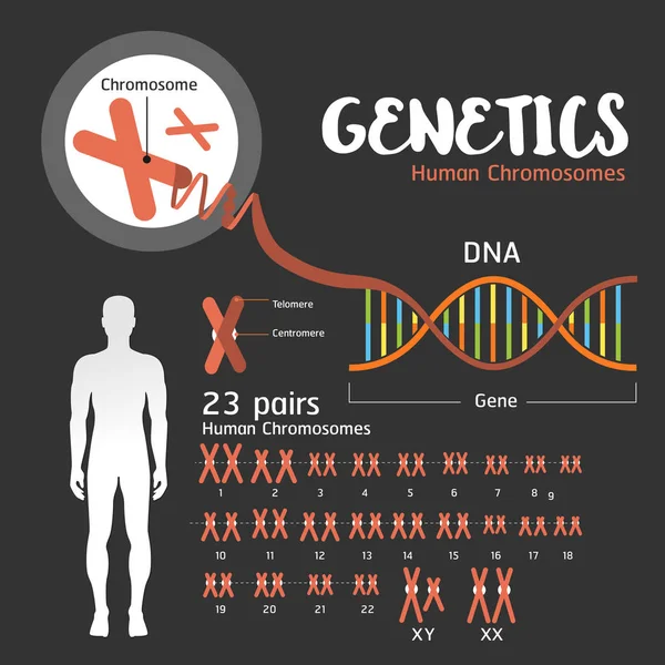 Estructura genética del ADN — Vector de stock