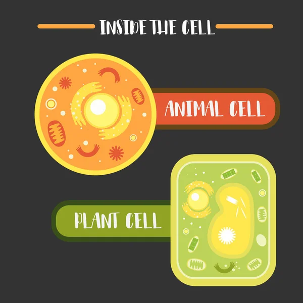 Inside the animal plant cell structure — Stock Vector