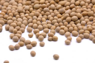 soya fasulyesi beyaz zemin üzerine