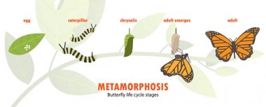 Kelebek ömrü metamorfoz