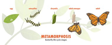 butterfly life cycle metamorphosis clipart