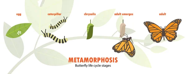 Metamorfozy motyl cyklu życia — Wektor stockowy