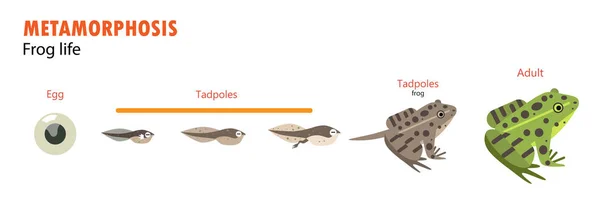 Metamorfose do ciclo de vida da rã —  Vetores de Stock