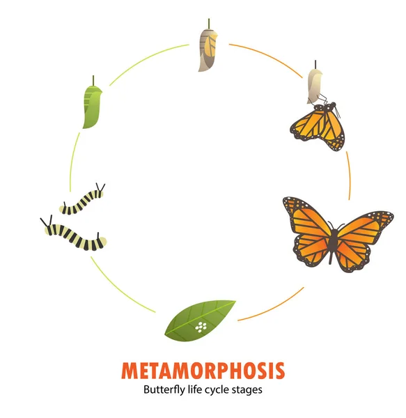 Metamorfose do ciclo de vida da borboleta — Vetor de Stock