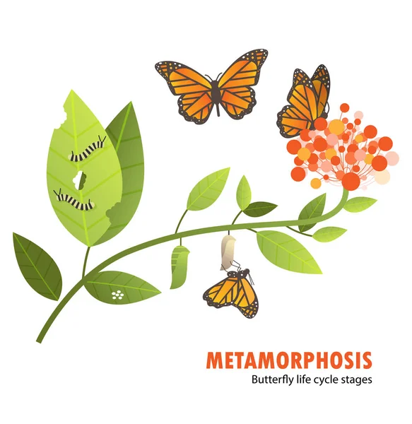 Butterfly leven cycle metamorfose — Stockvector