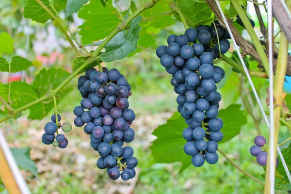 The grape bunch — Stock Photo, Image