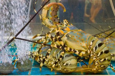 ıstakoz akvaryum, Pattaya, Tayland