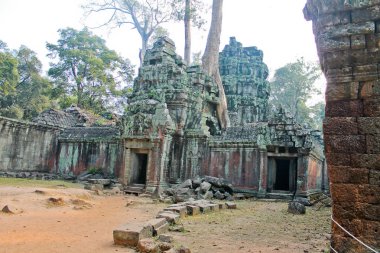 Kamboçya, Siem, 22 Ocak 2014, Angkor - Ta Prohm biçmek