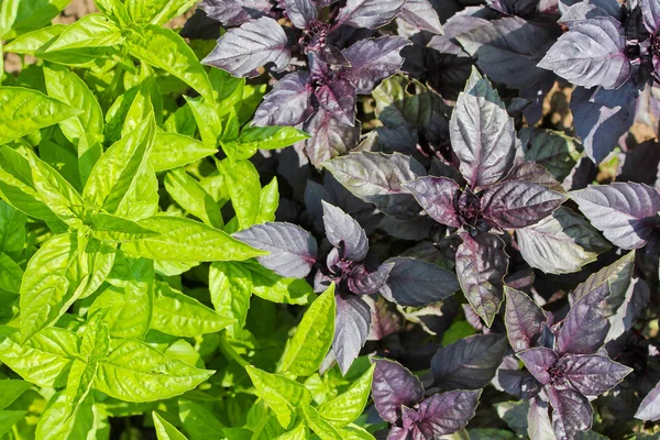 Basil green and purple, salad