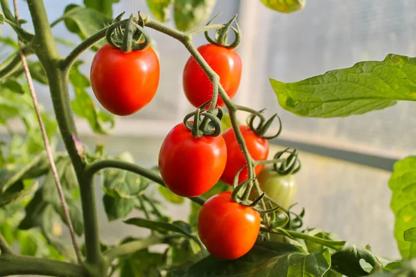 En el tomate invernadero, la agricultura —  Fotos de Stock