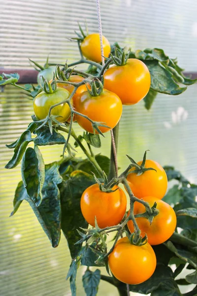 in the greenhouse tomato, agriculture