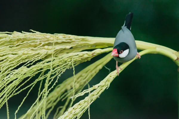 Java serçe, Ricebird — Stok fotoğraf