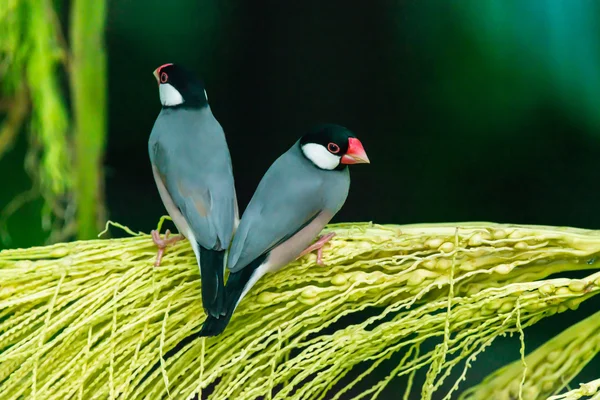 Java serçe, Ricebird — Stok fotoğraf