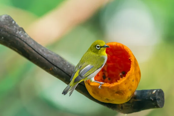 Küçük küçük Silvereye veya balmumu-göz