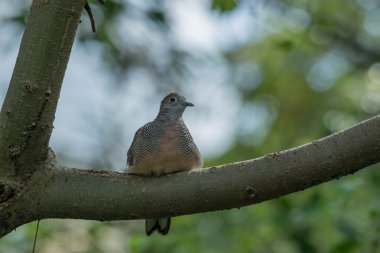 Bir ağaç dalı üzerinde tünemiş yas güvercin kuşu.