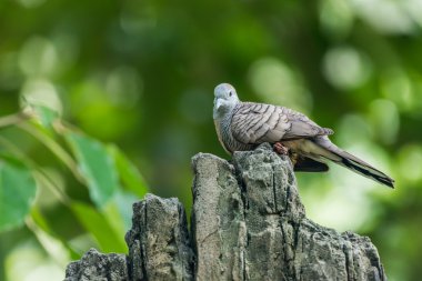 Bir ağaç dalı üzerinde tünemiş yas güvercin kuşu.