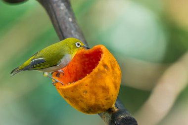 Küçük küçük Silvereye veya balmumu-göz