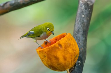 Küçük küçük Silvereye veya balmumu-göz