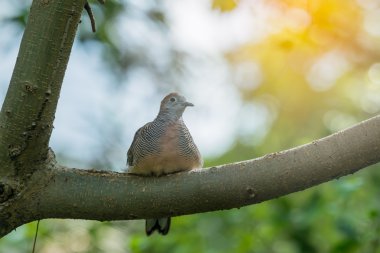 Mourning dove bird perched on a tree branch. clipart