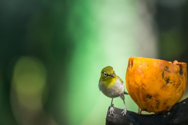 Küçük küçük Silvereye veya balmumu-göz