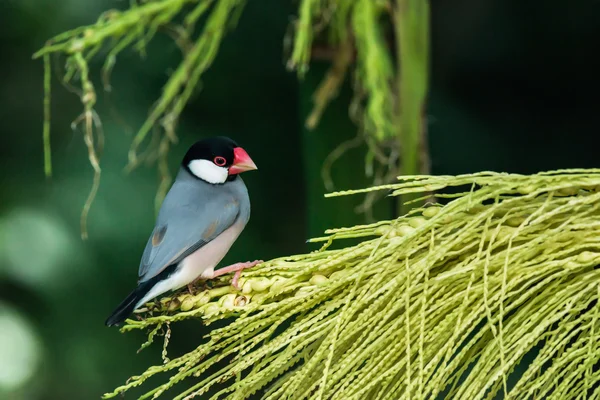Java serçe, Ricebird — Stok fotoğraf
