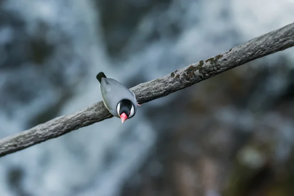 Java 麻雀 Ricebird — 图库照片