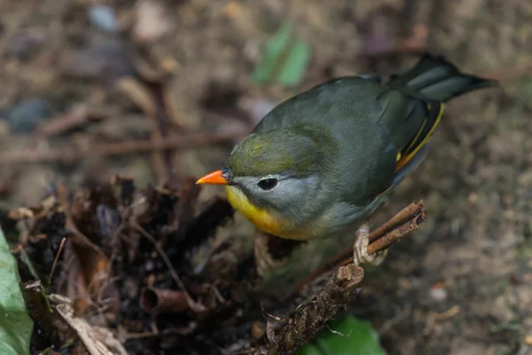 Rotschnabel-Leiothrix, chinesische Nachtigall — Stockfoto