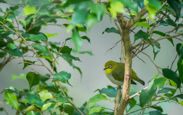 Winziges Silberauge oder Wachsauge — Stockfoto