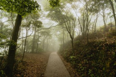 Yoğun sis bir karanlık dumanlı orman yolundan 