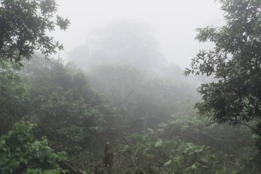 Arka plan için yoğun sis ile karanlık dumanlı orman